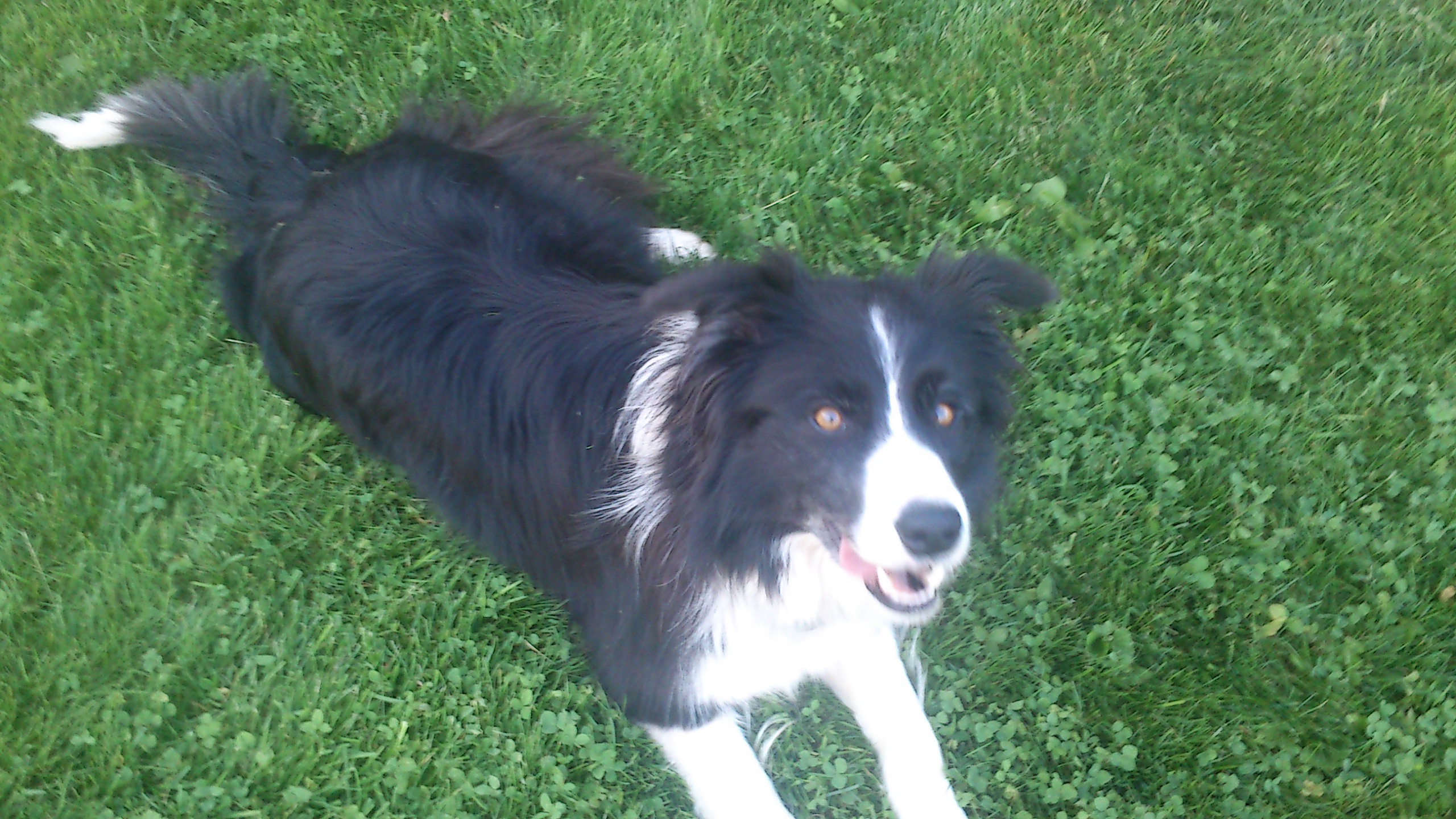Paddy dogdancing 342